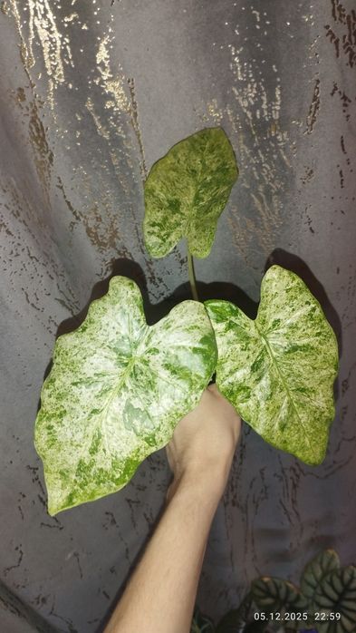 Продается Шикарная Алоказия Одора Батик