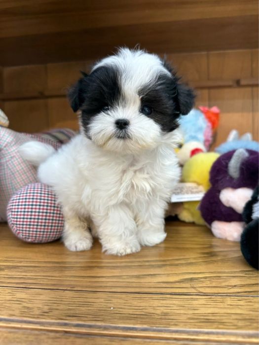 Bichon havanez 700 lei