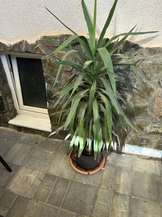 Vand ghivece cu plante( yuca, palmier, ficus si altele)