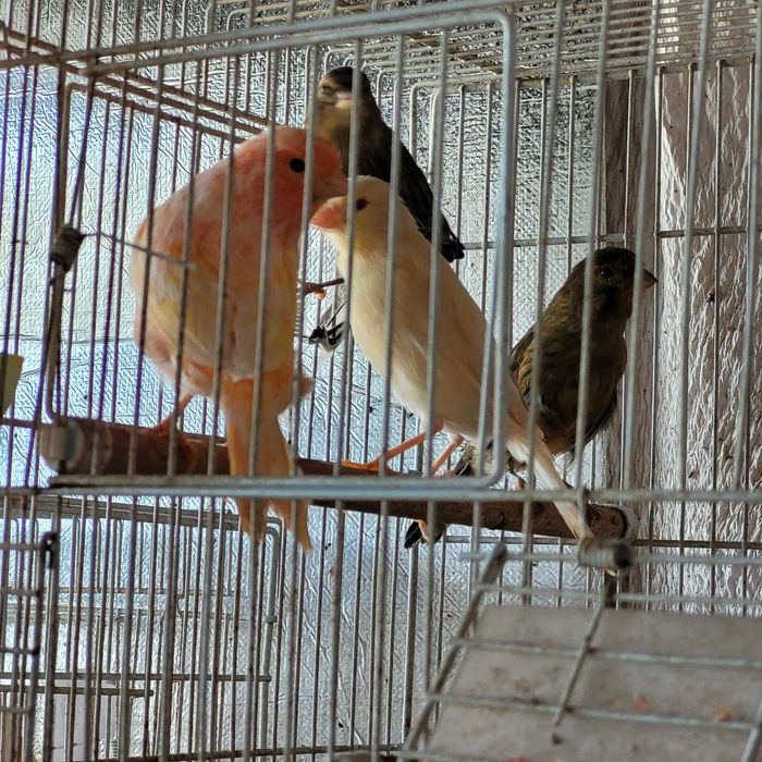 Vand canari cantatori orice culoare