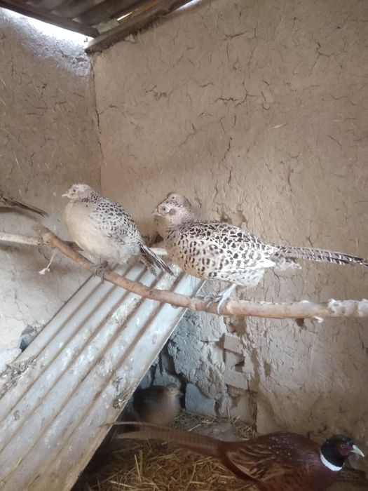 Kavkaz qirg'ovulla sotiladi