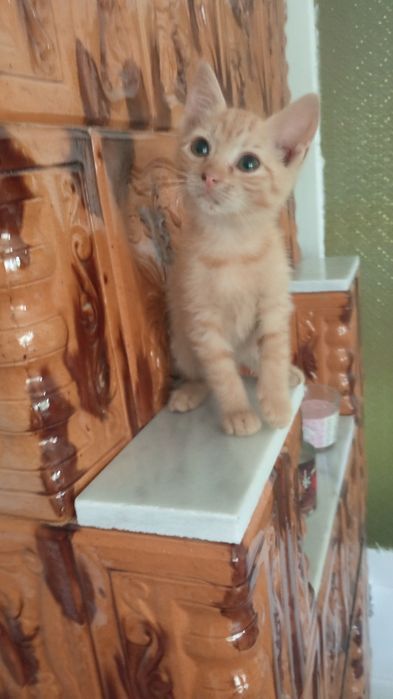 Pisicuțe pentru adopții