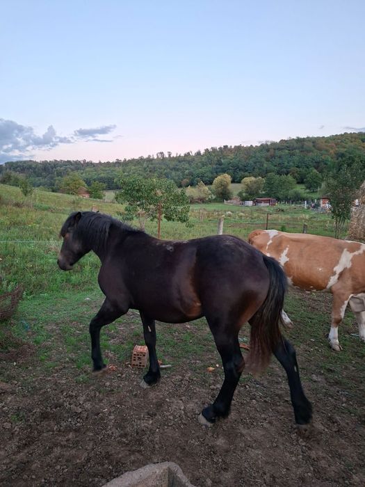 Vând mânză de un an