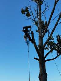 Ploiesti - Toaletare Taiere Copaci Pomi Iarba Servicii Firma Alpinisti