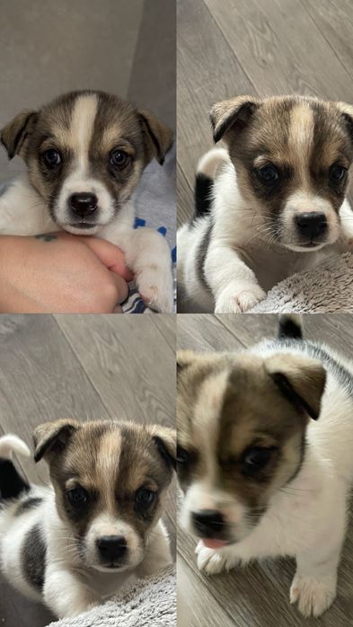 Щенок девочка  1,5 месяца