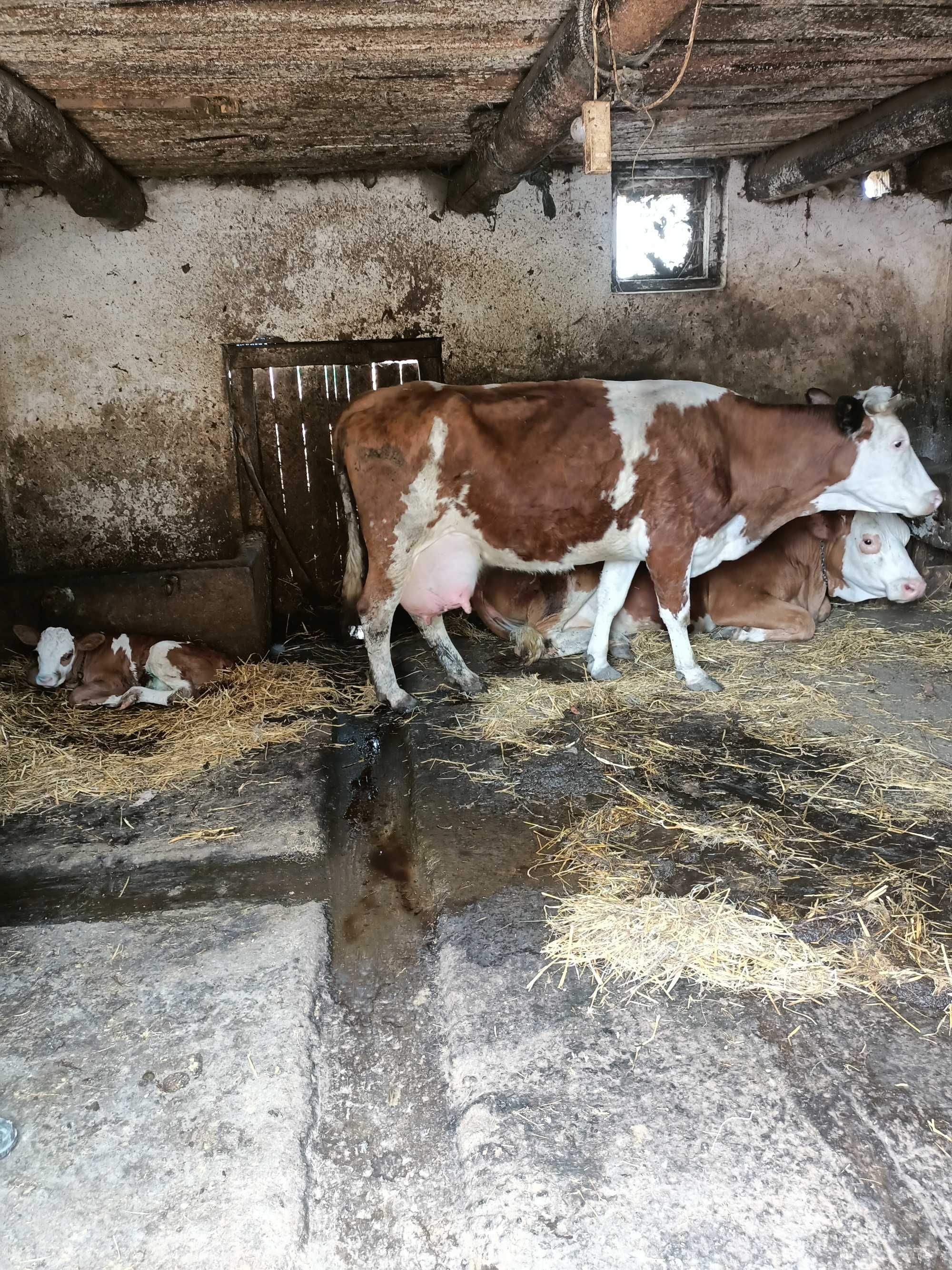 Vaca bălțată de vanzare