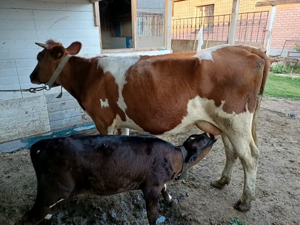 Продам корову с теленком, парода ерославская молочная
