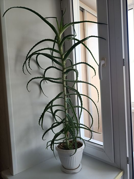 Алоэ продам, продам