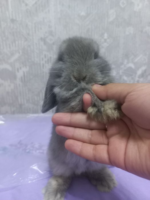 декоративный кролик