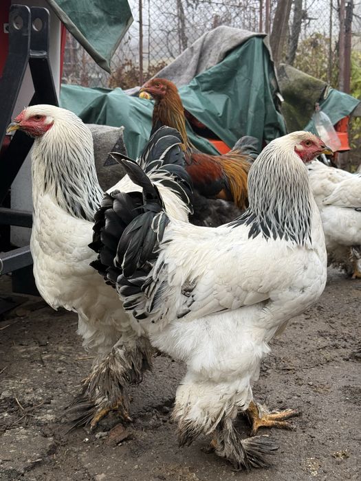 Cocosi brahma herminat deschis si potarnichiu