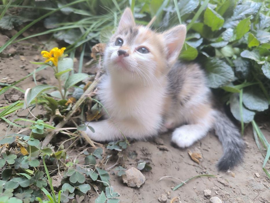 Домашние очень красивые котята , особенно глазки.