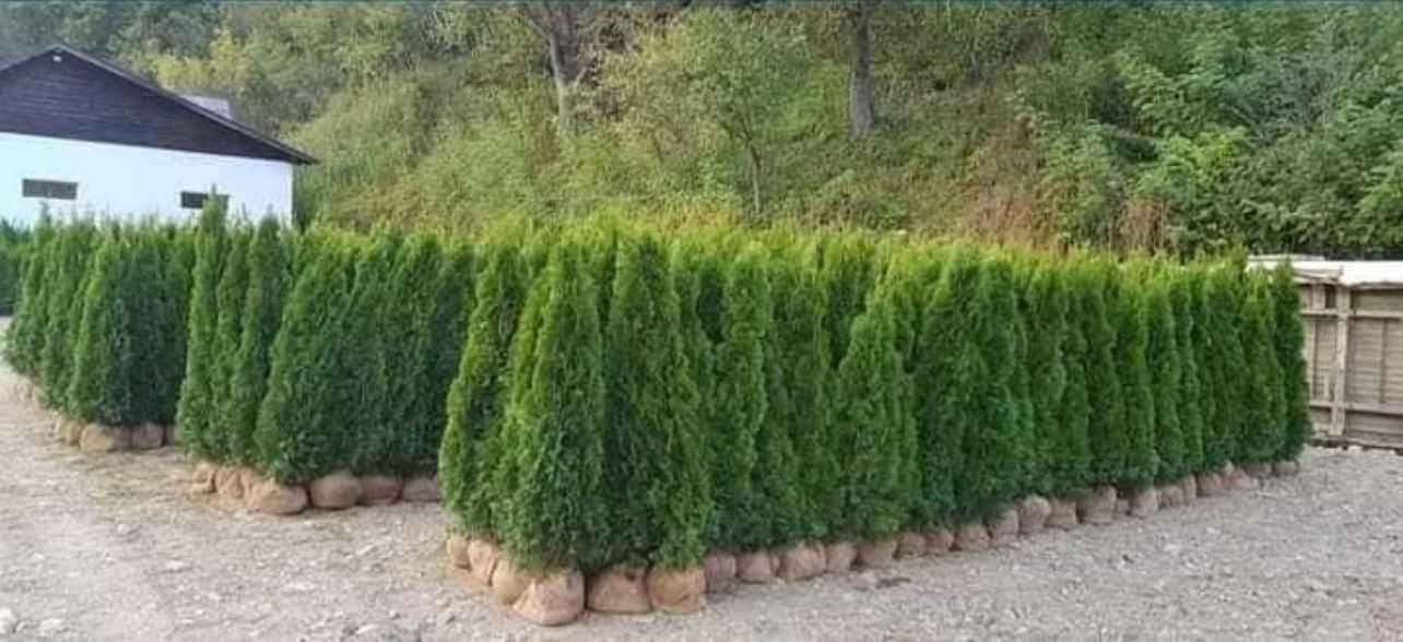 Plante ornamentale de calitate