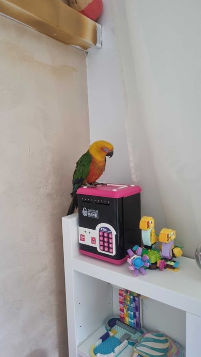 Pereche Papagali Aratinga 3 ani