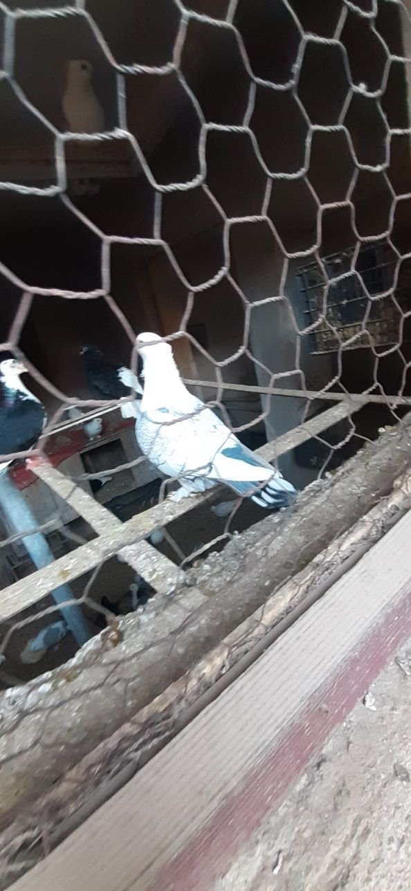 Porumbei jucători ,zburători și misirlii