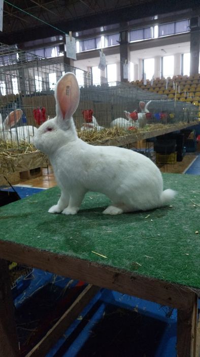 Iepure uriaș german alb mascul