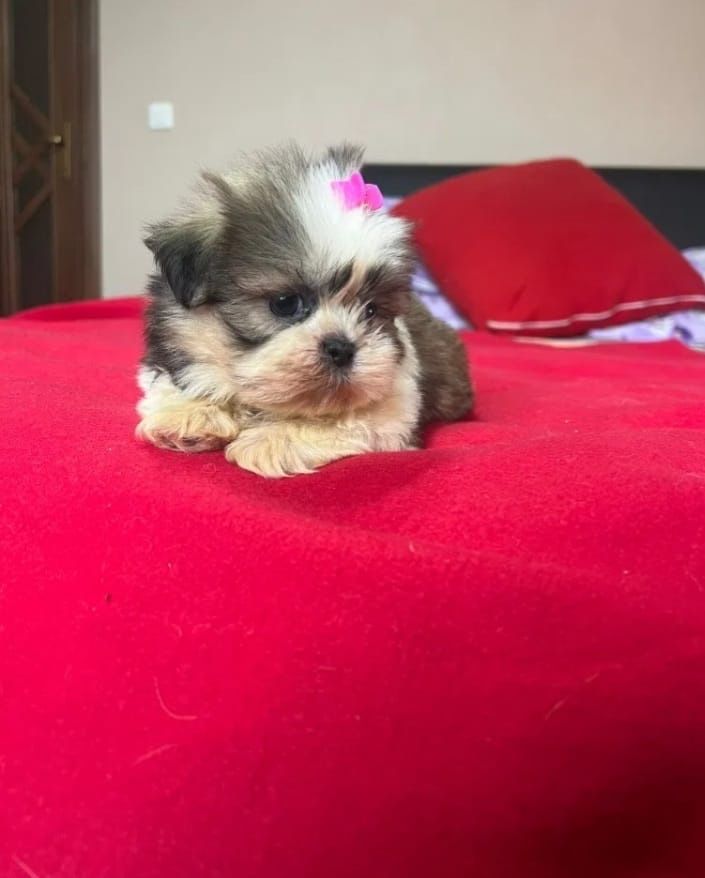 Shih tzu femela talia mica