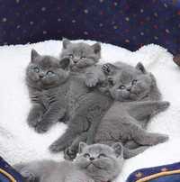 British shorthair & scottish fold de vanzare