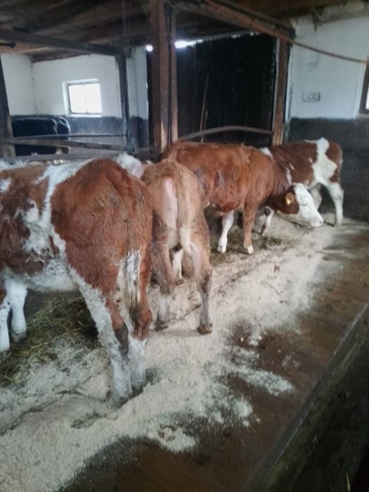 Vând carne de vițel mânzat viu