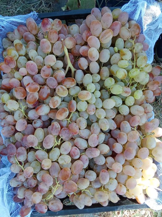 UZUM TOYFI xaladelikda