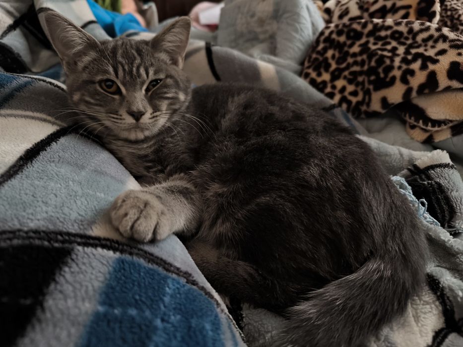 Котенок скотиш страйт 5 месяца