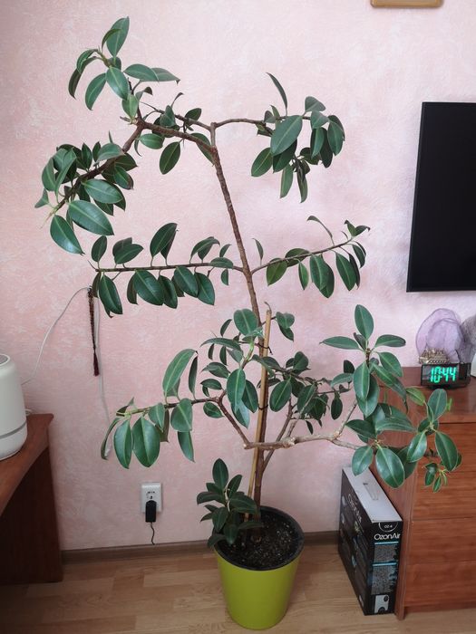 Фикус большой 2 метра