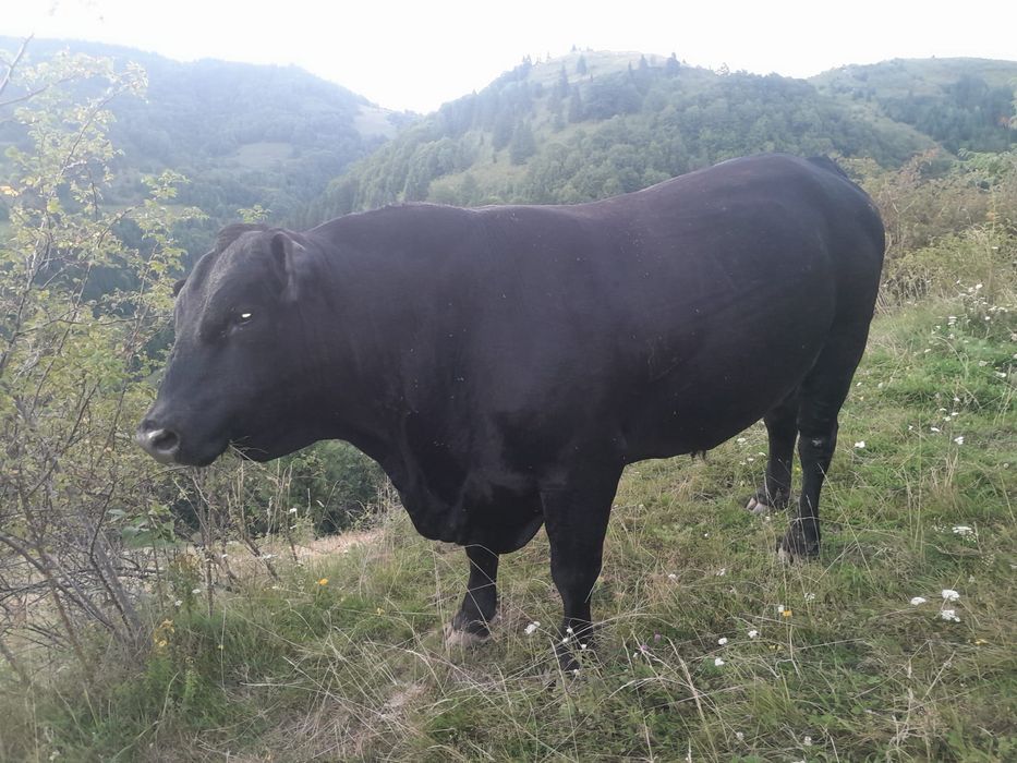 Vând taur rasa Angus