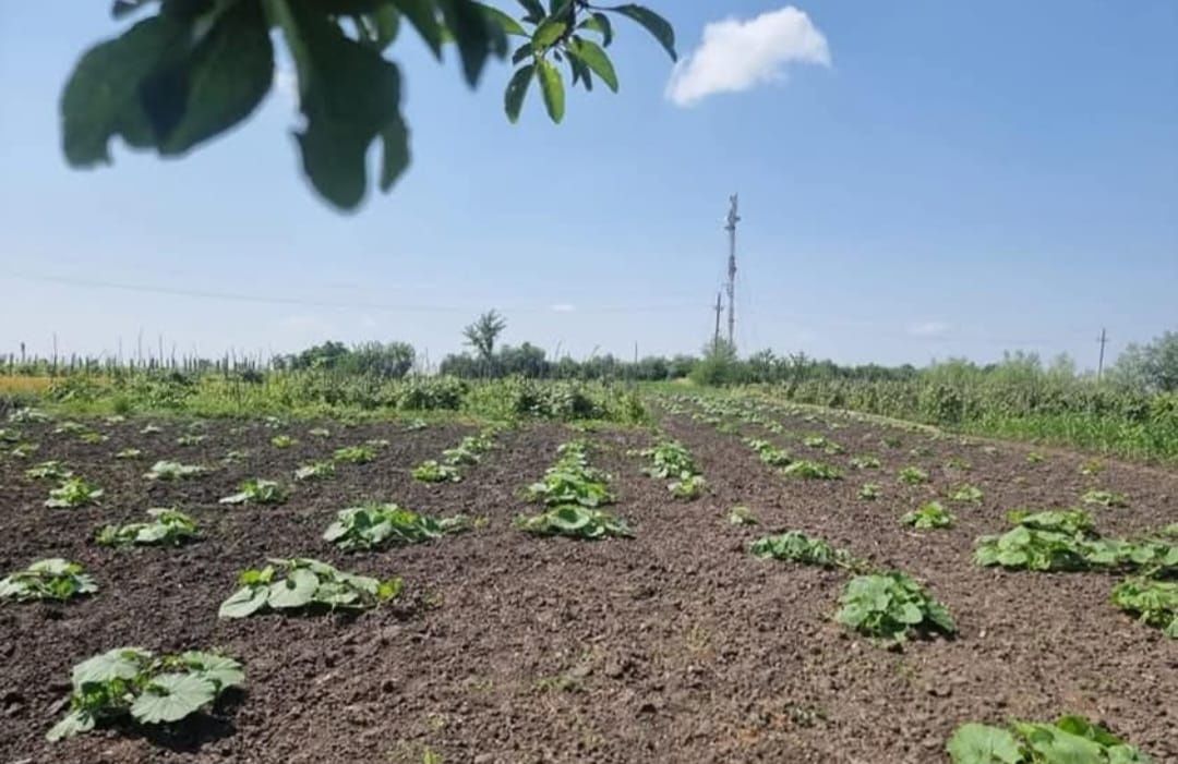 Teren intravilan+ casa bătrânească cu toate utilitățile