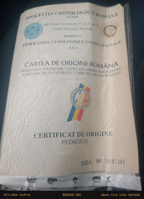 Dog argentinian  ,foarte iubitor ,masiv ai foarte bun de pază!