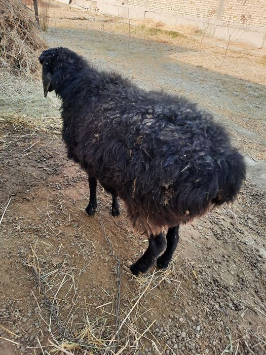 2 тугар бугоз казоки куй сотилад боласи блан бирга боласи кучкор