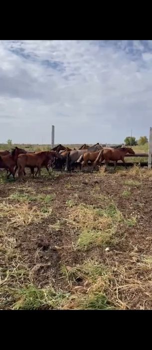 Обмен лошадей на квартиру