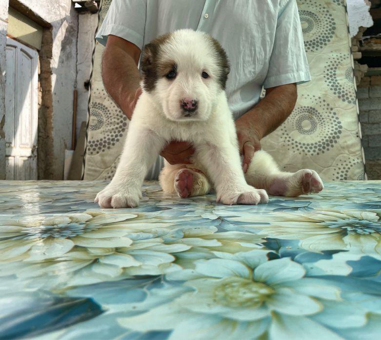 Щенок Алабая ( Супер Гигант ) Чистокровный