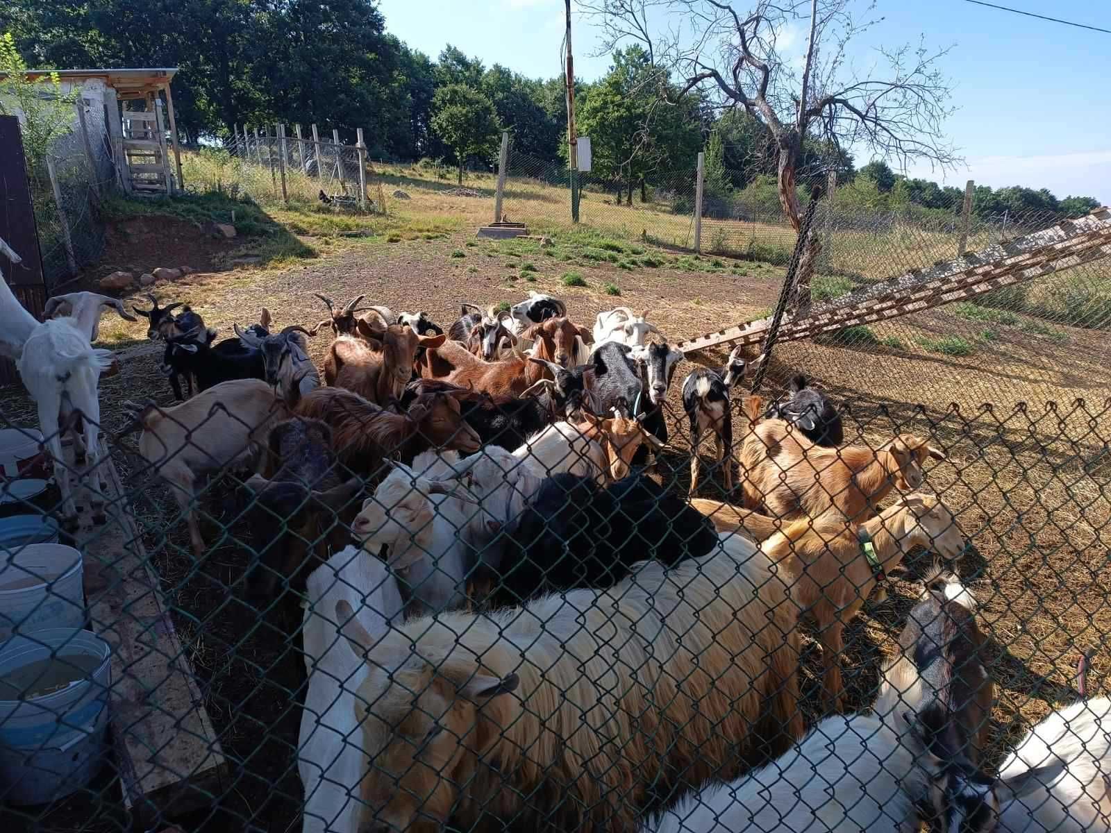 Продавам стадо кози