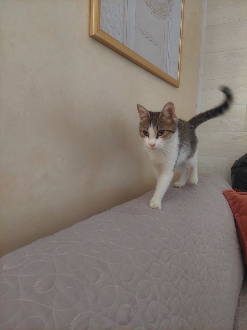 Котёнок девочка ласковая