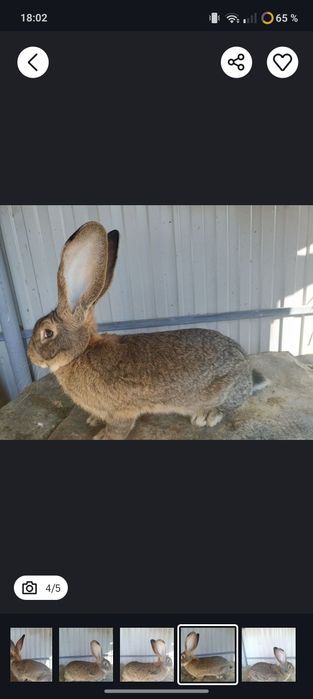 Vând iepuri uriaș german