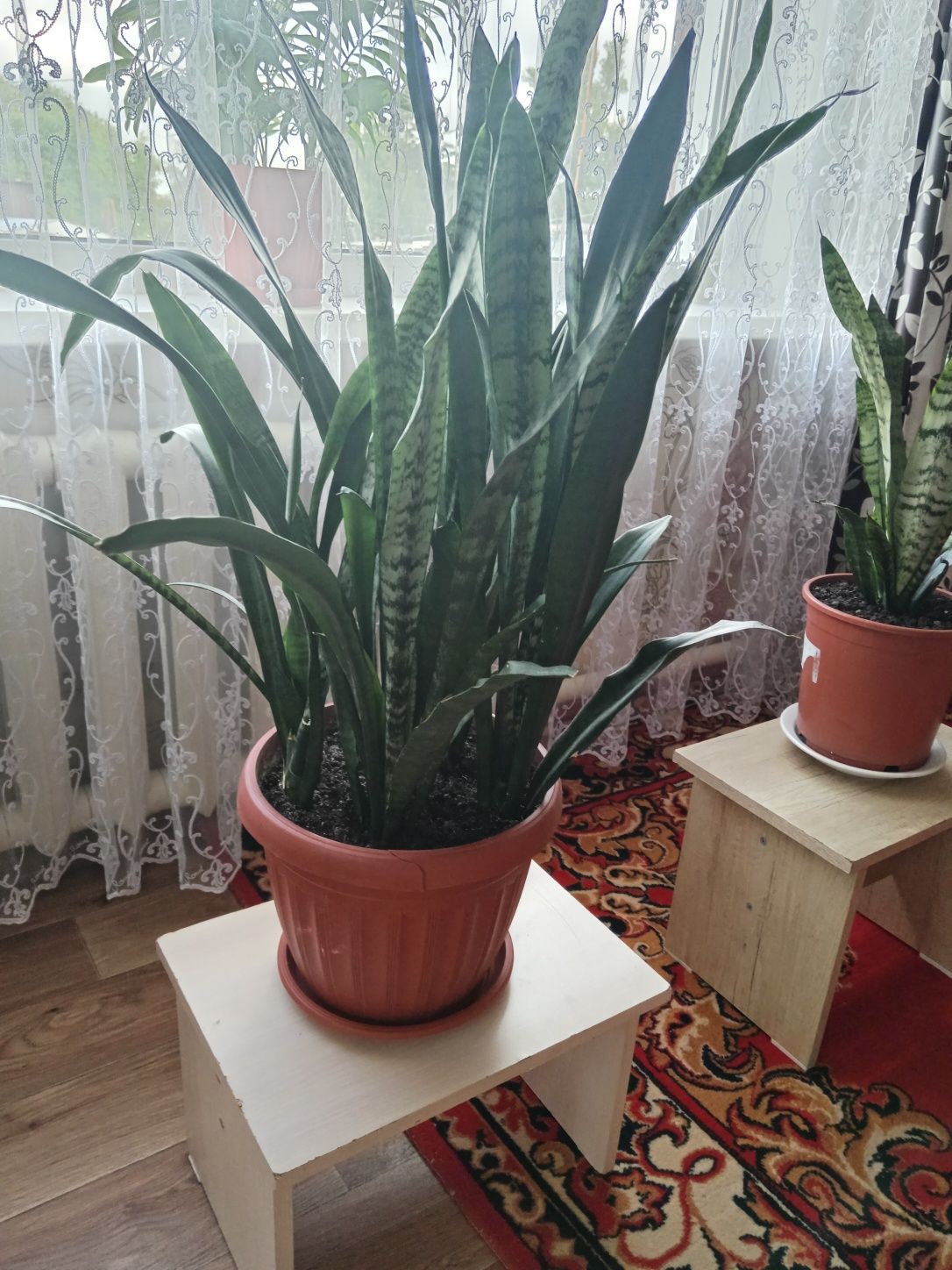 Продам крупную сенсеверию. Шикарное украшения для дома и офиса.