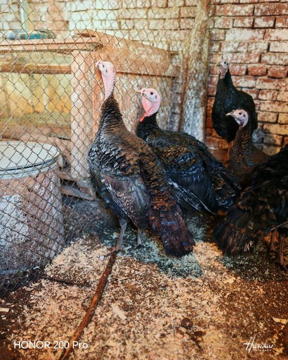 Продавам пуйки порода Артисан