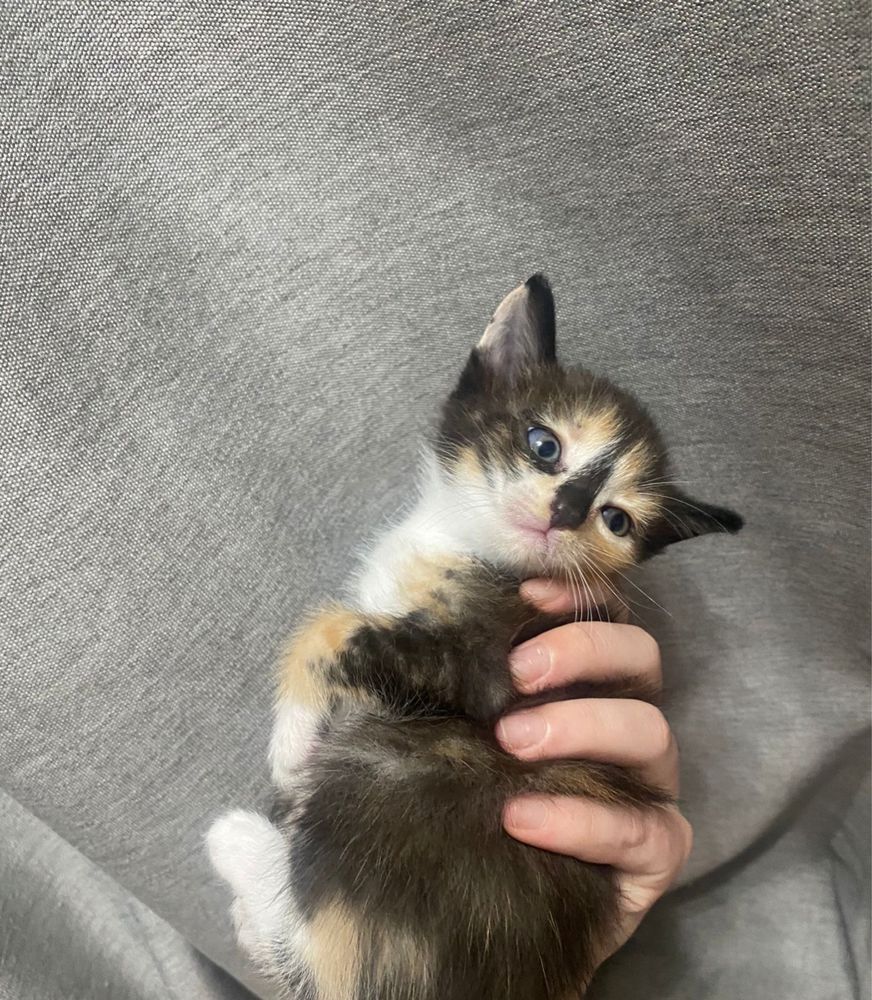 Котята бесплатно