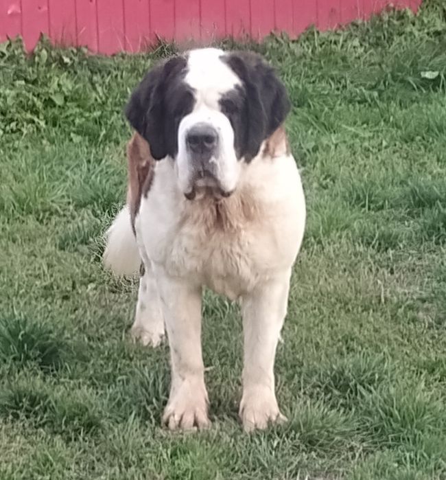 Femela Saint Bernard