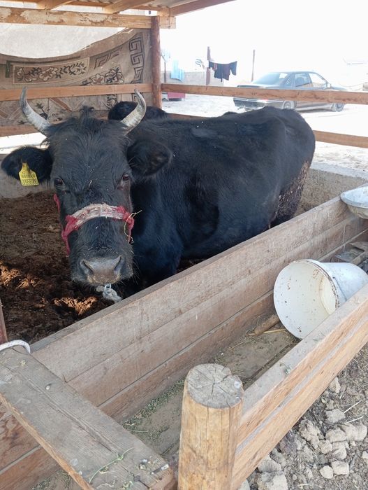 Сиырлар Шұбарсуда тұр.