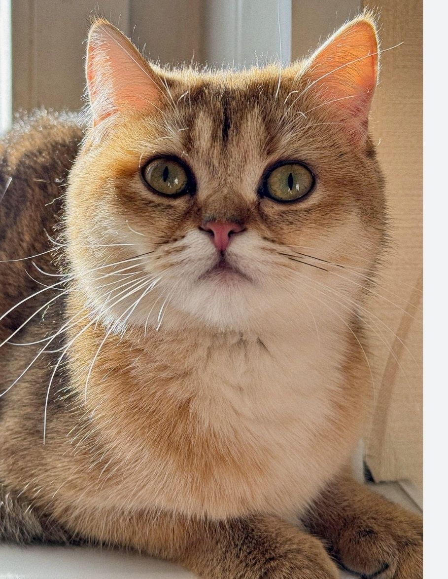 Вязка золотой кот.