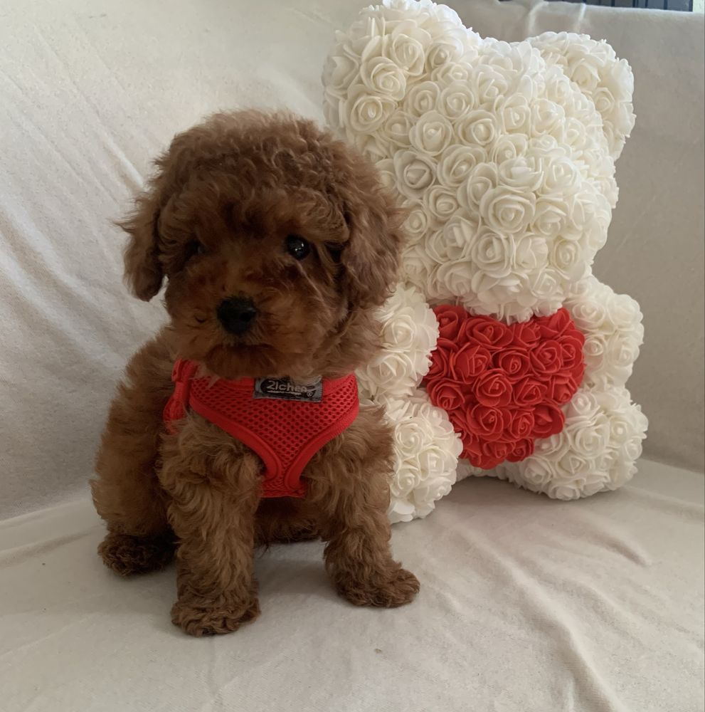 Пудел той Poodle toy с родословие елитни