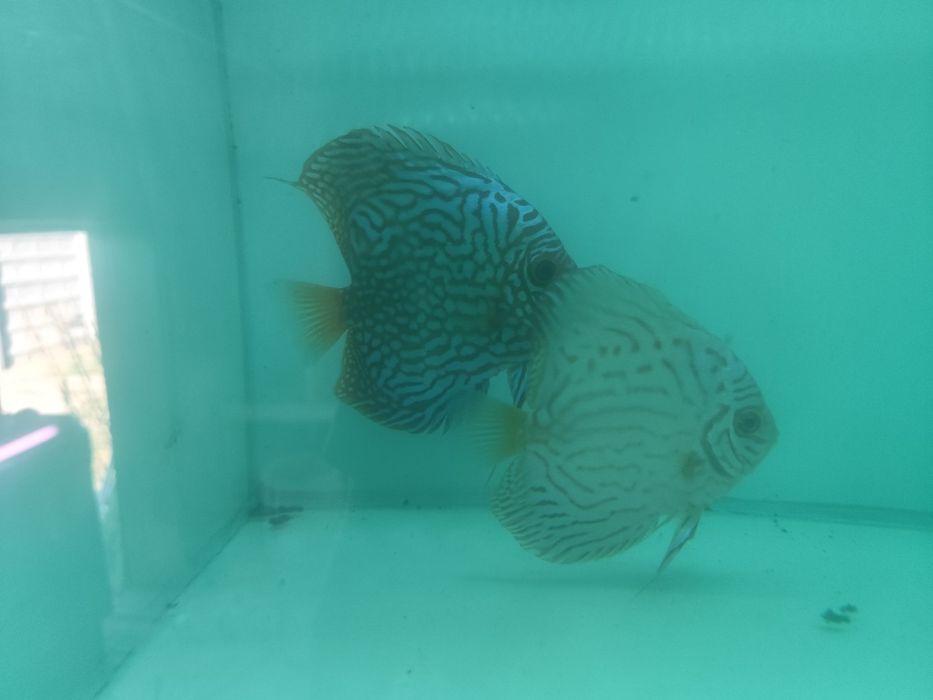Vand Pereche Discus Blue Turquaz