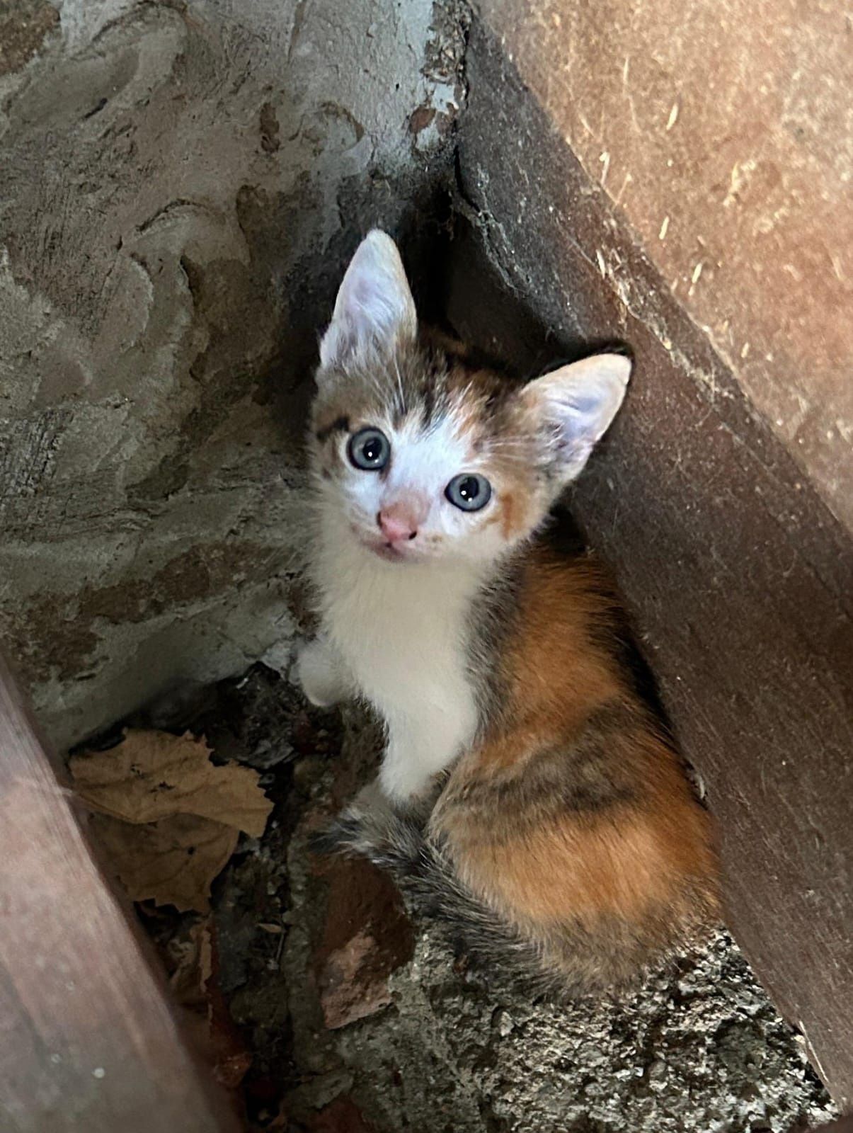 Pisoiași frumoși pentru adopție