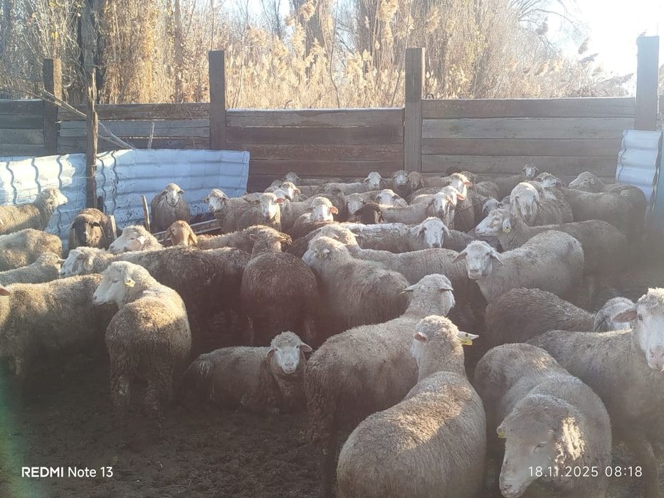 Қой сатылады Заряда