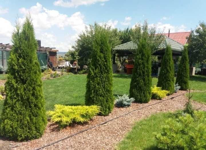 Calitate superioară! Plante ornamentale disponibile acum!