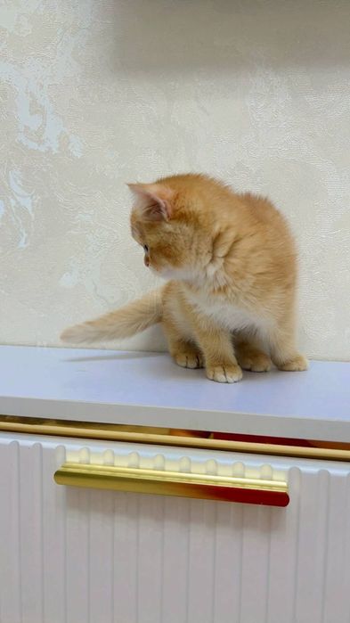 Тоза зотлий золотистой шиншила