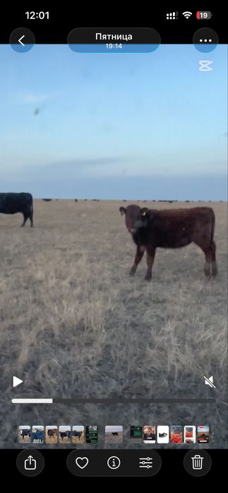 Продам подсосы 10 голов