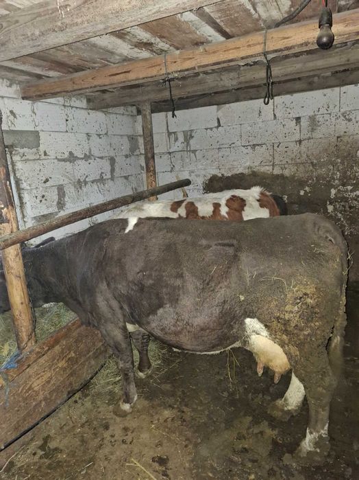 Vand vaca   de 8 ani