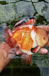 Goldfish/carasi oranda de acvariu