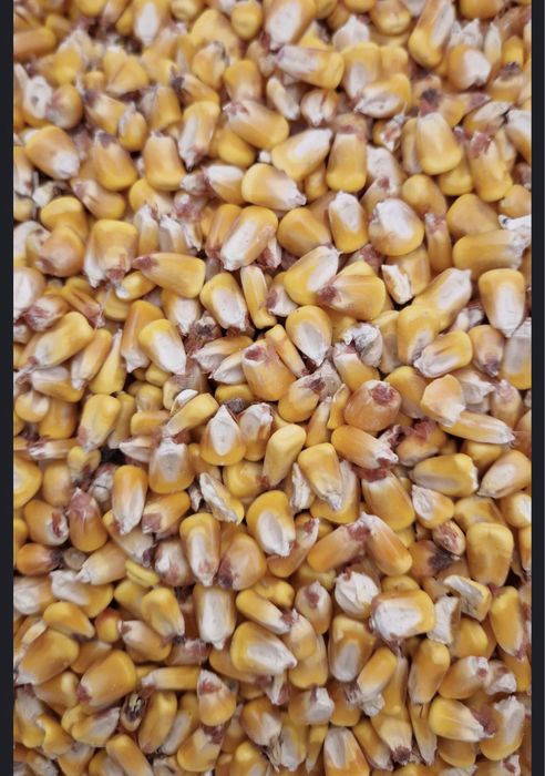 Porumb boabe productie 2025